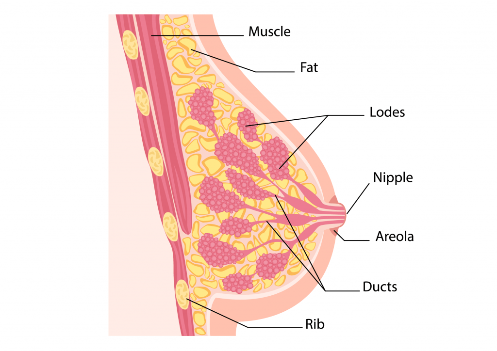 Microwave Ablation Breast Lump Treatment