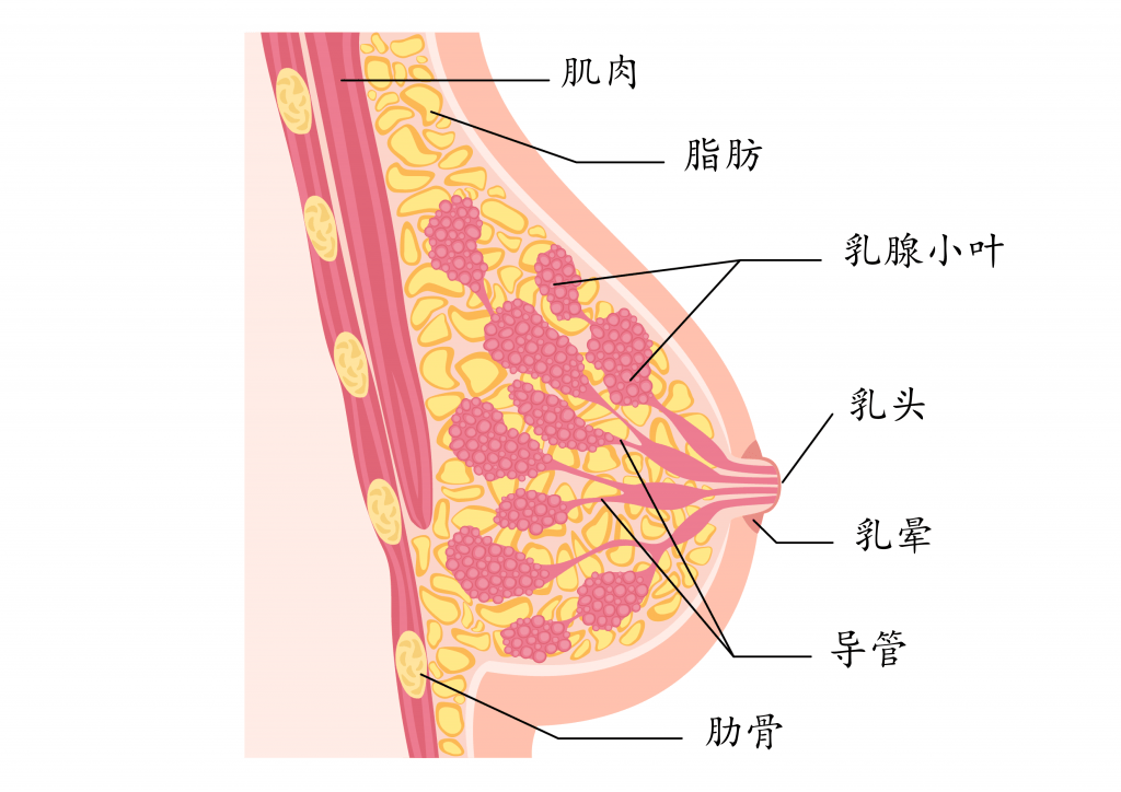 乳腺肿瘤